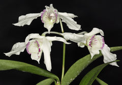 Dendrobium rhodostictum (RARE PNG SPECIES)