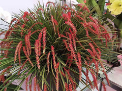 Dendrochilum wenzelii