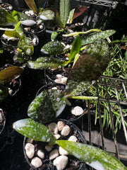 Phalaenopsis stuartiana (Species from Philippines)