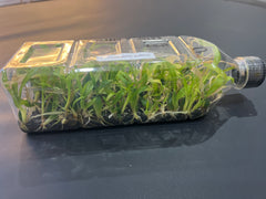 Coelogyne pallens (Species Flask - Plastic Bottle) ex Thailand