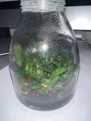 Paphiopedilum delenatii 'Ruby' x self (FLASK - ex Taiwan, Vietnamese Species)