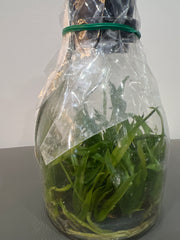 Cattleya eldorado x sib (f. flamea 10182 x BV concolor) (Hybrid Flask - Conical) ex Taiwan