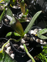 Phalaenopsis stuartiana (Species from Philippines)