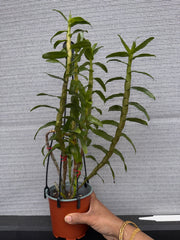 Dendrobium ellipsophyllum