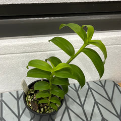 Pair of 2 Dendrobium Species (RARE)