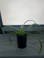 Paphiopedilum Prince Edward of York x Booths Sand Lady