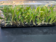 Coelogyne pallens (Species Flask - Plastic Bottle) ex Thailand