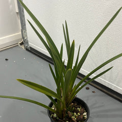 Cymbidium Australian Midnight (LARGE PLANTS)