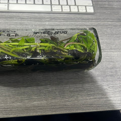 Phalaenopsis amabilis SPECIES FLASK (30+ PLANTS)