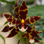 Phalaenopsis pantherina 'Black' MC (VERY RARE SPECIES)