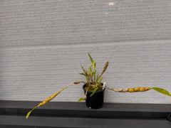 Dendrobium friedericksianum (Species)