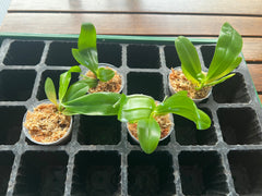 Phalaenopsis amboinensis (MC - Species from Philippines)