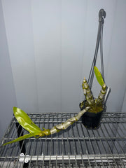 Dendrobium albosanguineum (Rare Species, In Buds)