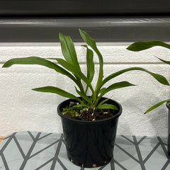 Angraecum calceolus (SPECIES)