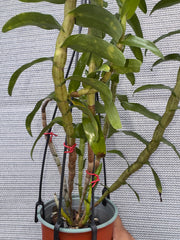 Dendrobium ellipsophyllum