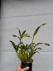 Dendrobium chrysotoxum var. suavissimum