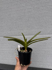 Vanda Arjuna (Pda. Mimi Palmer x V. tessellata) HIGHLY FRAGRANT