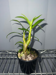 Dendrobium sanderae var. major