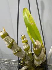 Dendrobium albosanguineum (Rare Species, In Buds)