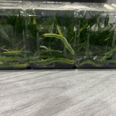 Vanda vietnamica SPECIES FLASK (35+ PLANTS)