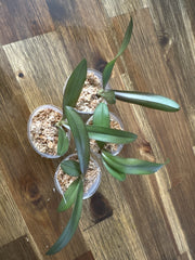 Phalaenopsis Joy Green Triangle (Peloric, Mericlone)