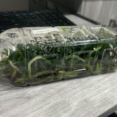 Aerides Inflexa SPECIES FLASK (30+ Plants)