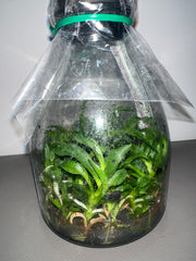 Laelia dayana coerulea x sib (Species Flask - Conical) ex Taiwan