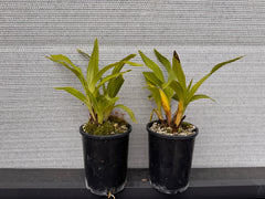 Zygopabstia Dragon Kitten ‘Purr’