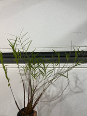 DENDROBIUM HANCOCKII – HONEY FRAGRANCE! (SPECIES)