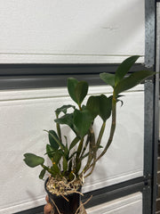 Dendrobium griffithianum (Species)