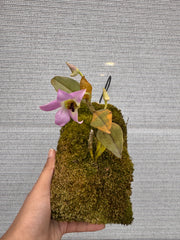 Dendrobium trantuanii