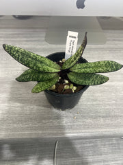 Paph. delenatii fma. vini ('Succubus' x 'Purple WIngs')