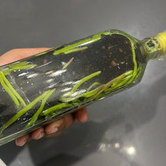 Phalaenopsis Schilleriana FLASK 30+ SEEDLINGS