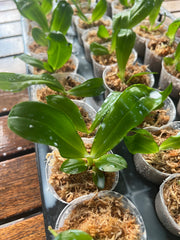 Phalaenopsis tetraspis f. imperatrix (Purple) - Fragrant Species