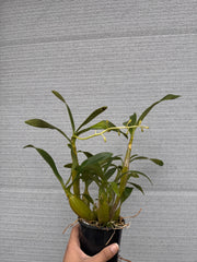 Dendrobium chrysotoxum var. suavissimum