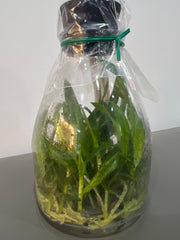 Cattleya eldorado f. semialba fantasia 'Rafaela' FS10180 (MC) (Hybrid Flask - Conical) ex Taiwan