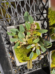 Dendrobium jenkinsii (Fragrant Species)