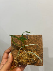 Taprobanea spathulata (EXTREMELY RARE SPECIES)