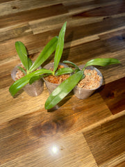 Phalaenopsis mentawaiensis 'blue' MC