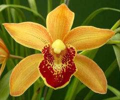 Cymbidium Florida Cracker