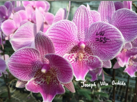 Phal. Sexy Venus 'Leopard' MC (Mottled Leaved)