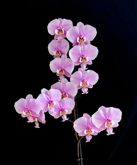 Phalaenopsis schilleriana (Mottled Species)