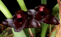 Brasiliorchis schunkeana