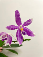 Phalaenopsis Alberla (tetraspis x pulchra)