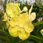 Vanda Somsri Gold