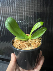 Phal. Bright Peacock 'Black & White Chocolate' (MC)