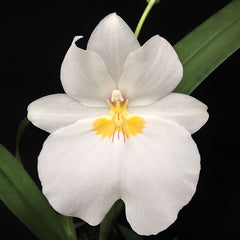 Miltoniopsis Golden Snows 'White Lightning'(In Spike Now)