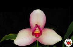 Lyc. (Geyser Gold x Shonan Harmony) x Lyc. Rakuhoku