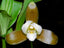 Lycaste dowiana x deppei (Fragrant Species From Mexico)