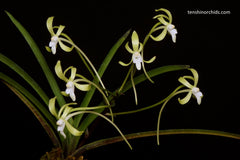 Neofinetia falcata (Kishuryokufu 紀州緑風 x Hisui 翡翠)